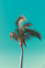 Load image into Gallery viewer, Views of Mexico Palm Tree Art Print
