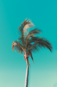 Views of Mexico Palm Tree Art Print